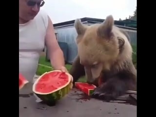 Сёма очень любит арбуз