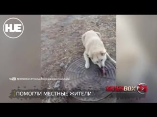 Житель славянки спас молодые, у которой язык примерз к люку