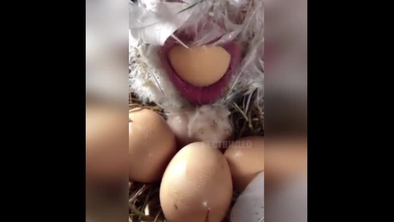 Видели как курица яйца несёт)
