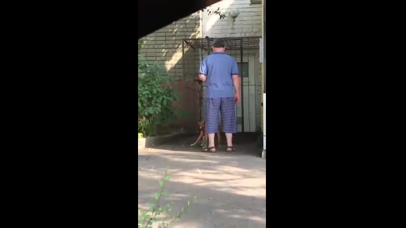 Живодёр натравил бойцовского пса на кошку