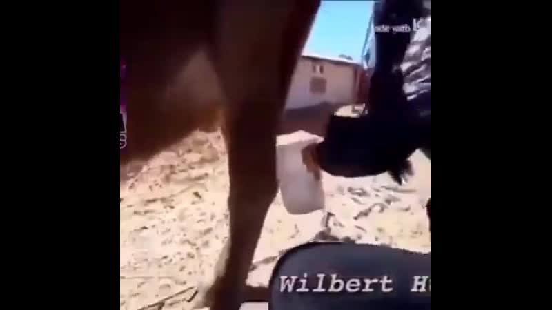 Шоколадного молочка не желаете?