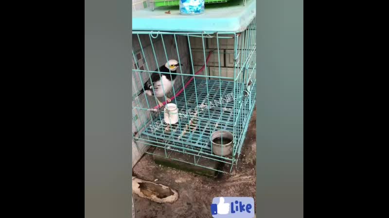 Противоугонка mp4