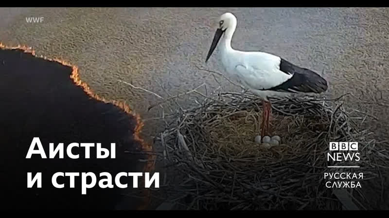 Аисты и страсти как защитники молодые спасают птиц от пожаров