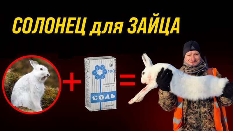 Как поймать зайца устраиваем солонец для зайца \\ как сделать солонец?