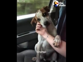 Little doggo minutes after being rescued (why do we deserve dogs ?)