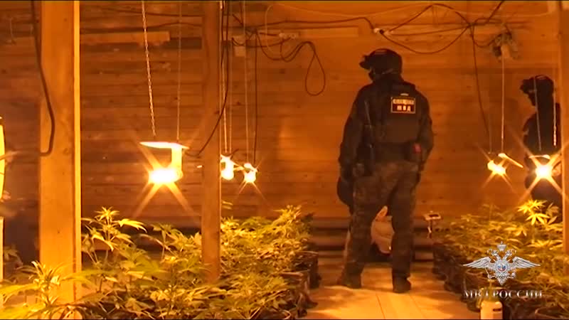 Плавучую плантацию конопли взяли на абордаж в архангельске