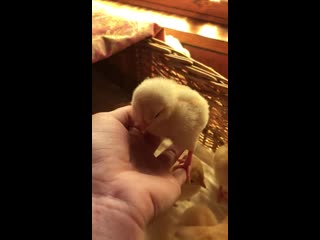 Цыплята в "русской охоте" mp4