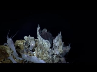 Mid cayman rise with dr cindy van dover nautilus live