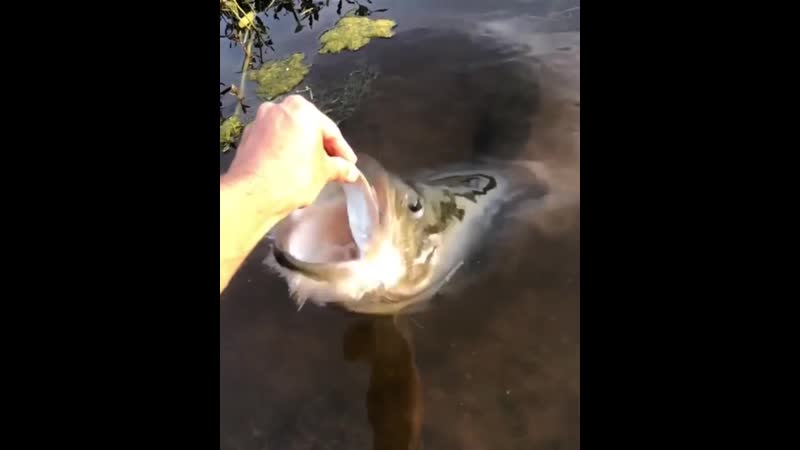 Окунь атакует