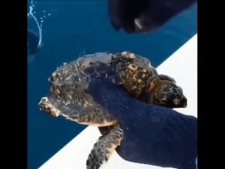 Bro removes barnacles and parasites attached to sea turtle