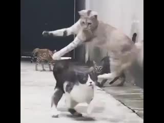 Tо all сat lоvеrs еnjоy this соmpilatiоn