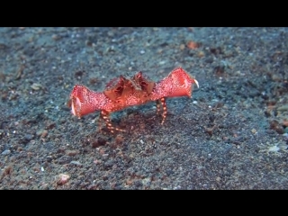 Краб хочет обнимашек