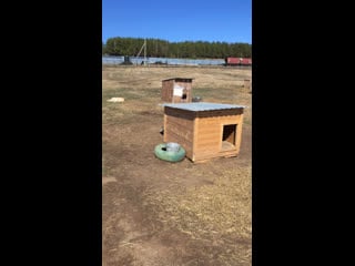 Live тёплая лапа ирбиса