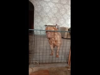 Video 20200319 131211 mp4