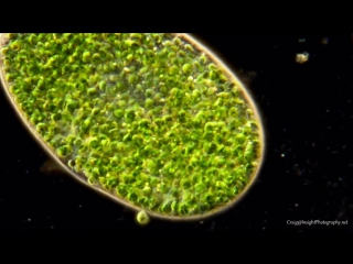 Paramecium bursaria 40x 600x darkfield, ploarized light