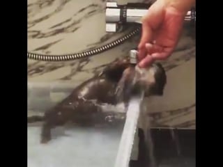 Funny otter bathes under faucet 976481 1