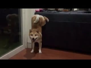 Shibe is crushed need to restart