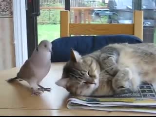 That bird had some traumatic experience with pickaboo