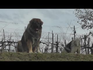 Matyi 18 years old male) and blanka (10 months old female) caucasian shepherds