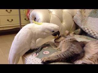 Супер злодей