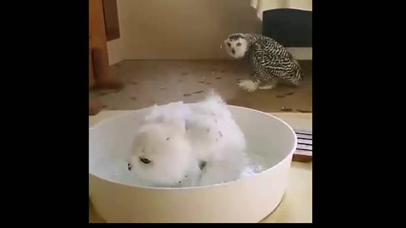Совы совушки