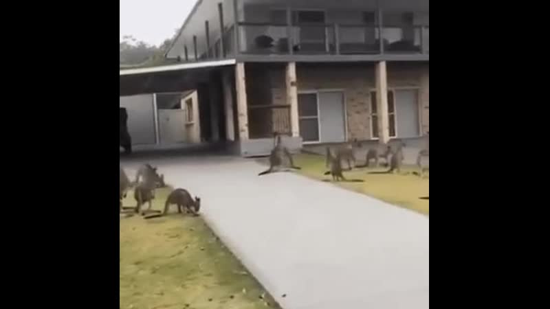 Спасите австралию