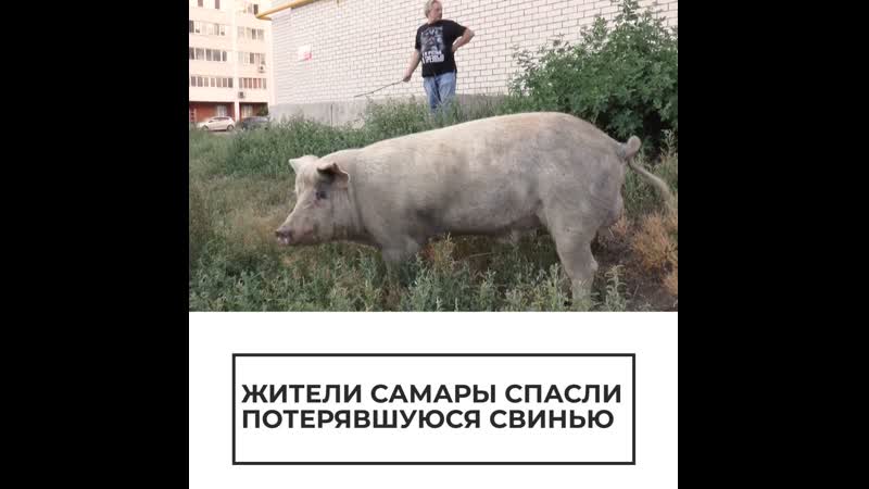 Заблудившийся хряк