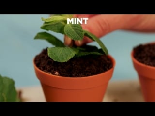 Шоколадный мусс в горшочке (chocolate mousse flower pot)
