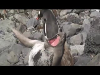 Шок! пингвин ломает хребет тюленю