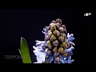 Hyacinth time lapse