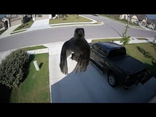 Воробей парит на камеру