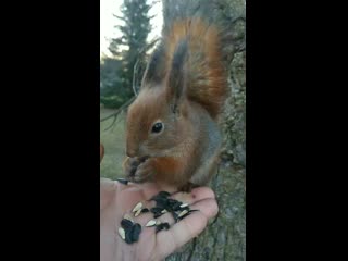 Видео от ● город ораниенбаум ●