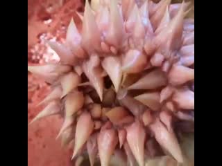 This is what the inside of a loggerhead sea turtles throat looks like the papillae in the loggerhead's esophagus keep food down