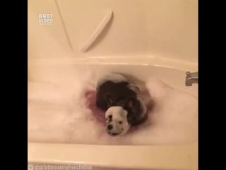 Собакен любит принимать ванну