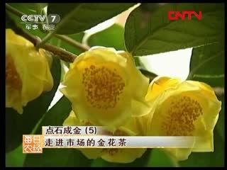 Камелия жёлтая (лат camellia impressinervis, camellia sinensis) 金花茶 jìn huāchá (цзинь хуача) «чай из золотых цветов»。💖✌🏻