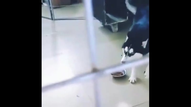 Кошак прессует молодые