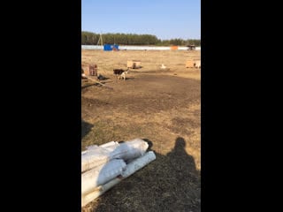 Live тёплая лапа ирбиса