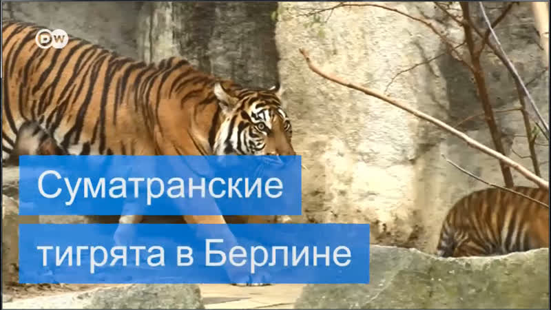 Редкие porn video – Редкие тигрята в зоопарке берлина