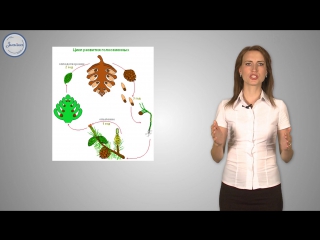 35 биология 6кл отдел голосеменные