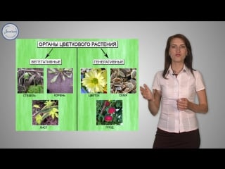 36 биология 6кл систематика цветковых растений