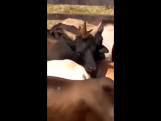 Запасной (vhs video)