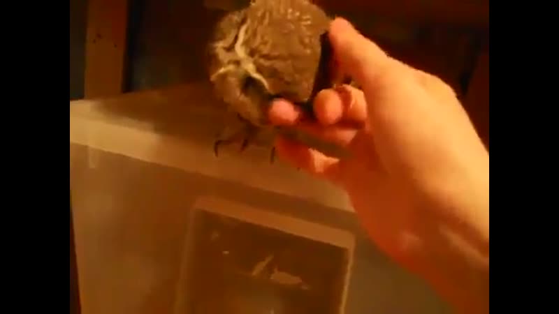 Домашний сыч мускат получает лакомство и ругается