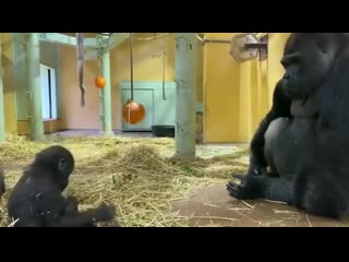 Gorilla dad staring at his baby son in admiration