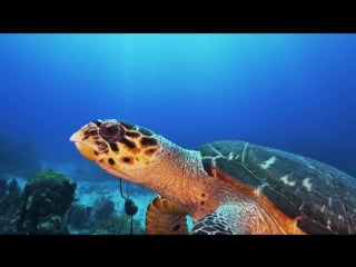 Багамские острова, нассау (4k underwater at stuart cove's)