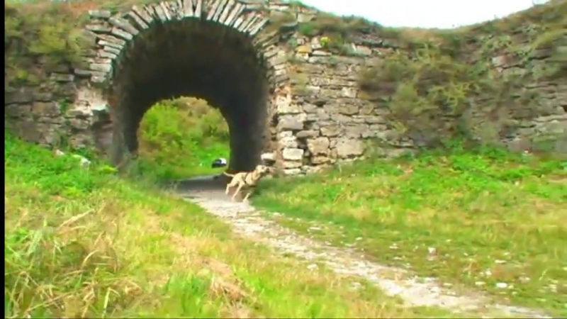 Молодые трет (best dog happy life of parkour dog tret)