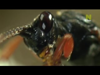 Bbc нетронутые уголки дикой природы серия 16 насекомые