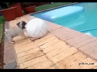 Pug puppy has a mishap while playing with ball