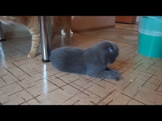 Красотка феня