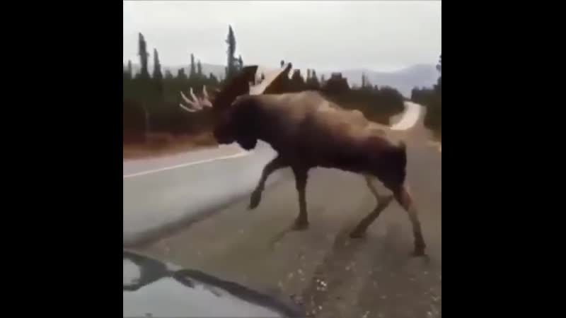 Какой же лось огромный