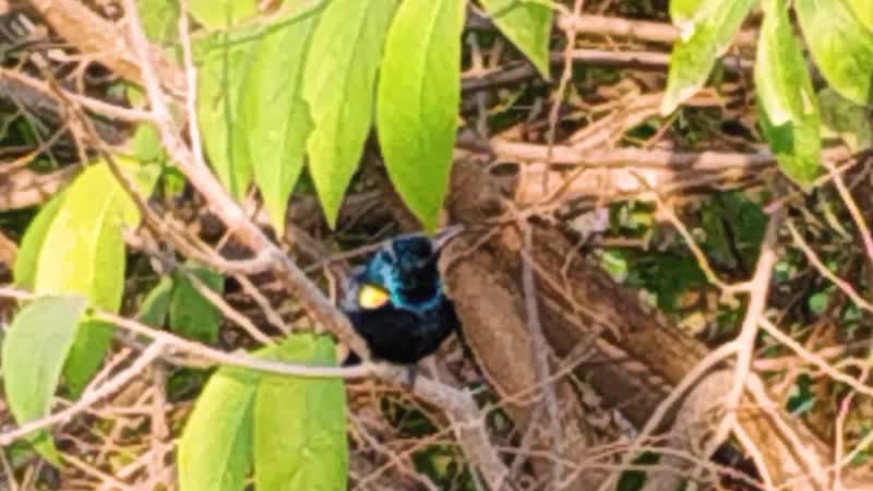 Досмотри до конца не пожалеешь! shyama gaury bird (sunbird)